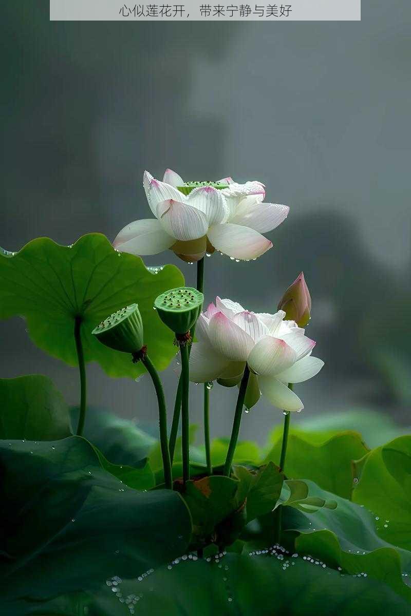 心似莲花开,带来宁静与美好