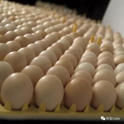 掌握关键技巧:解析蛋本如何通过之道